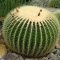 เมล็ด Echinocactus grusonii